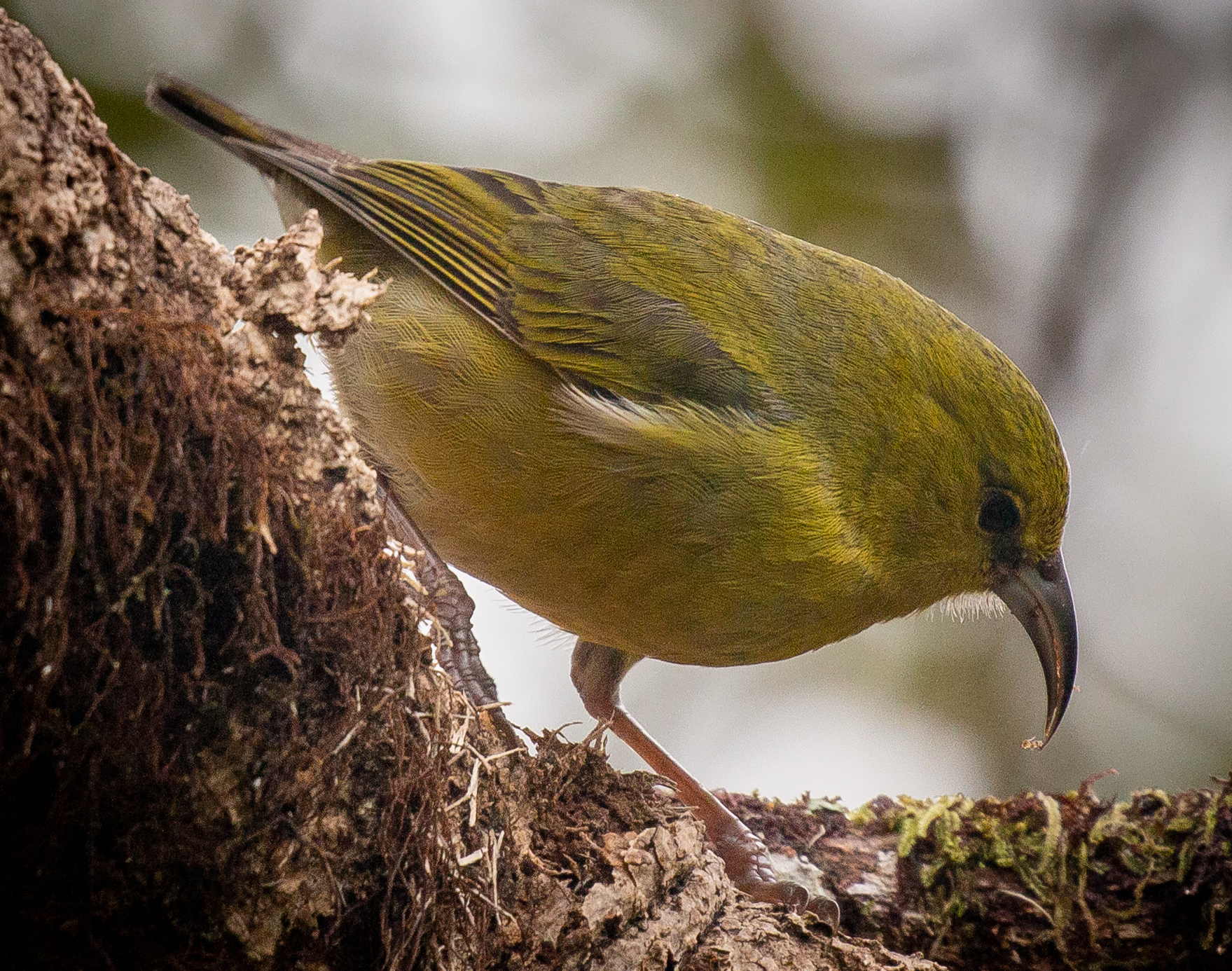 Image of a Kauai Amakihi