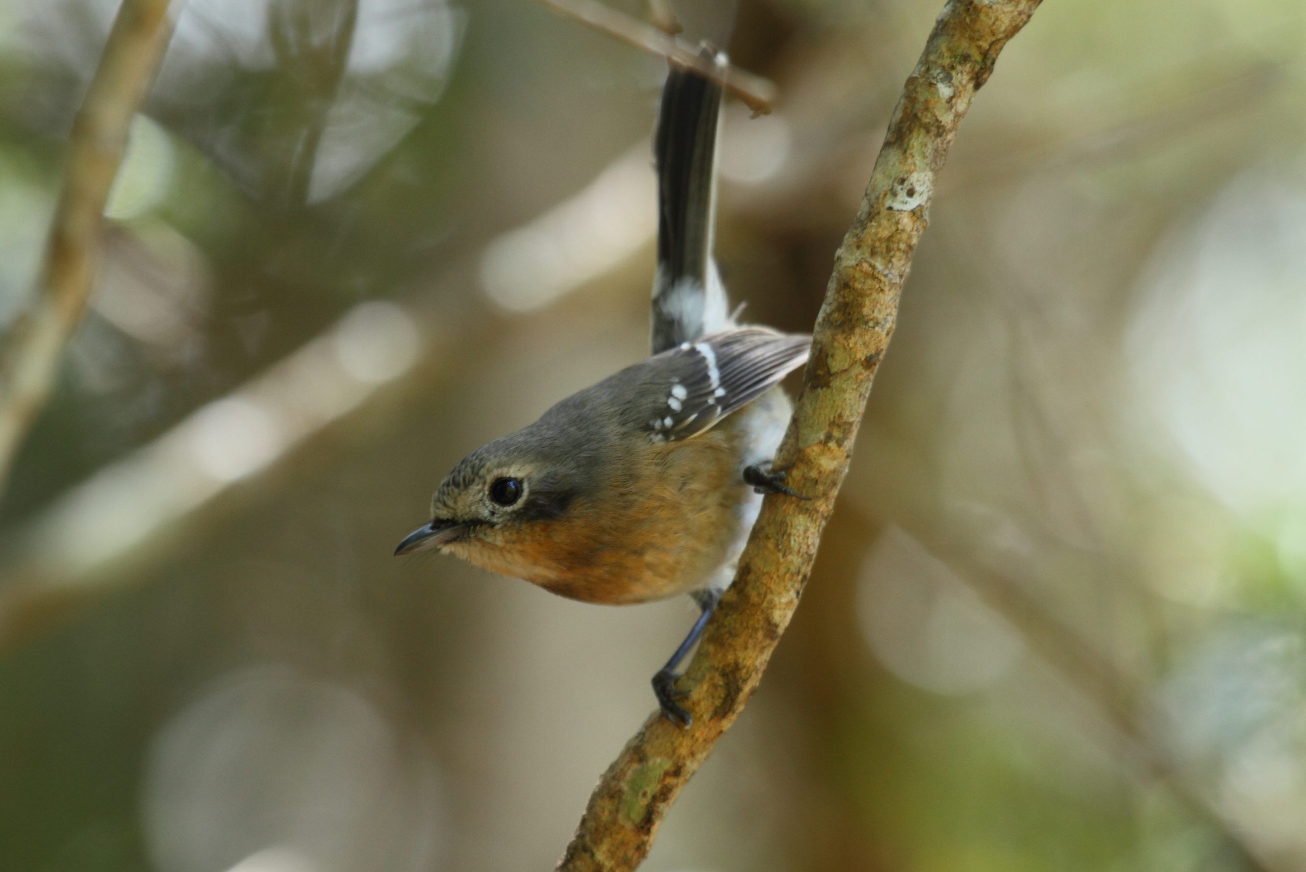 Image of Kaua'i 'Elepaio