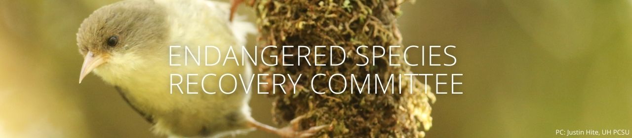 An image of an ʻakikiki