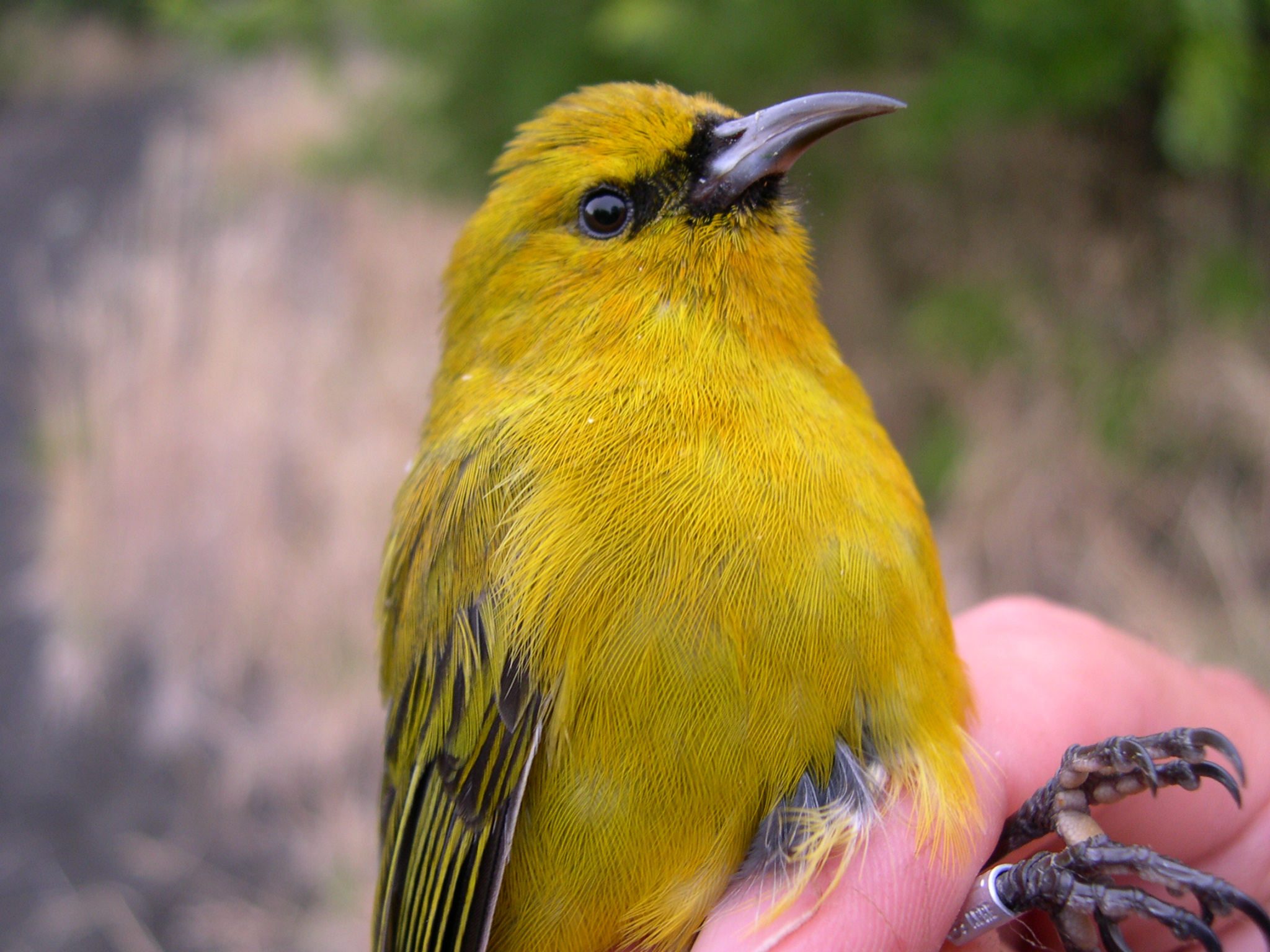 image of hawaii amakihi