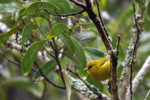 Image of Hawai'i 'amakihi