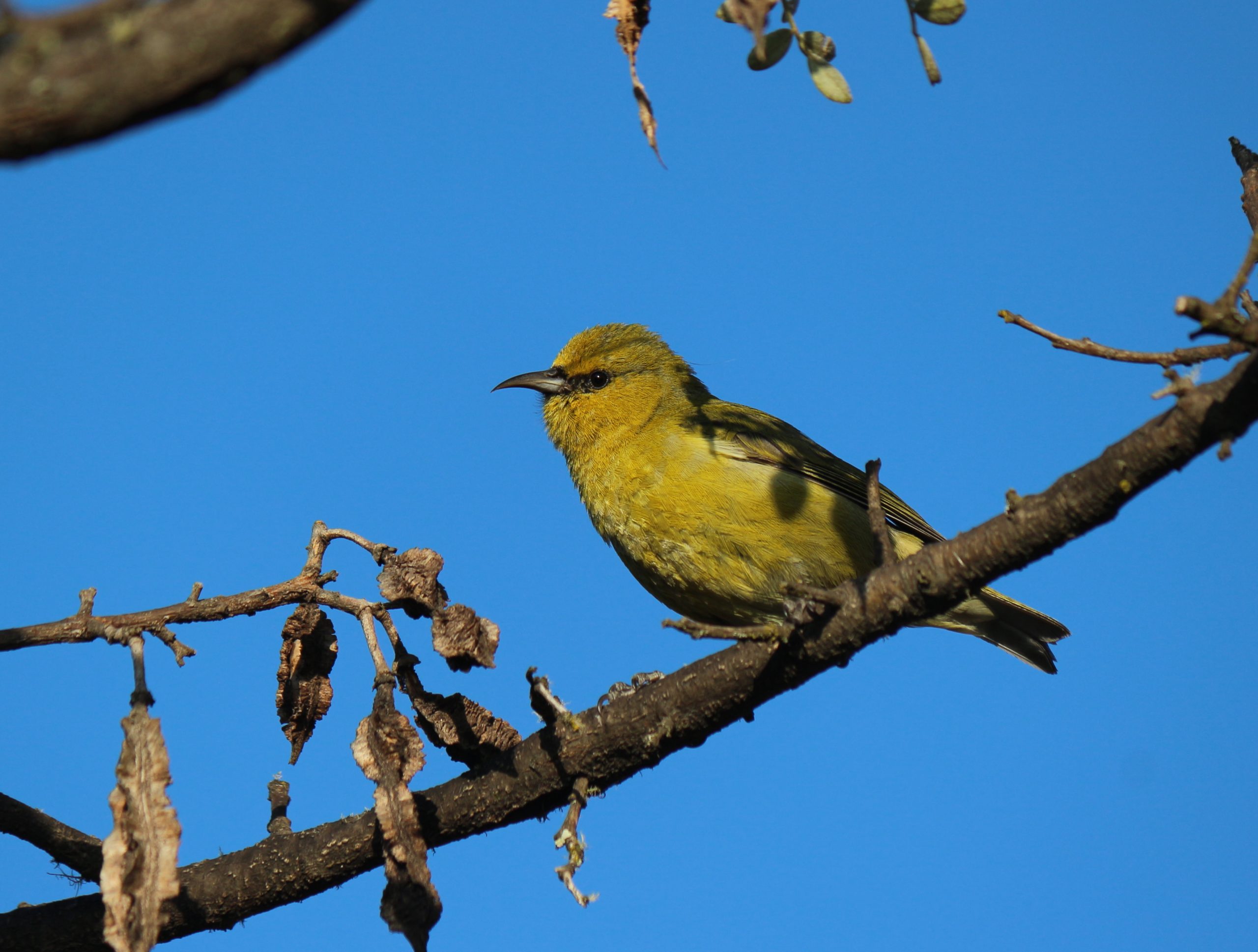 Image of Hawaii Amakihi