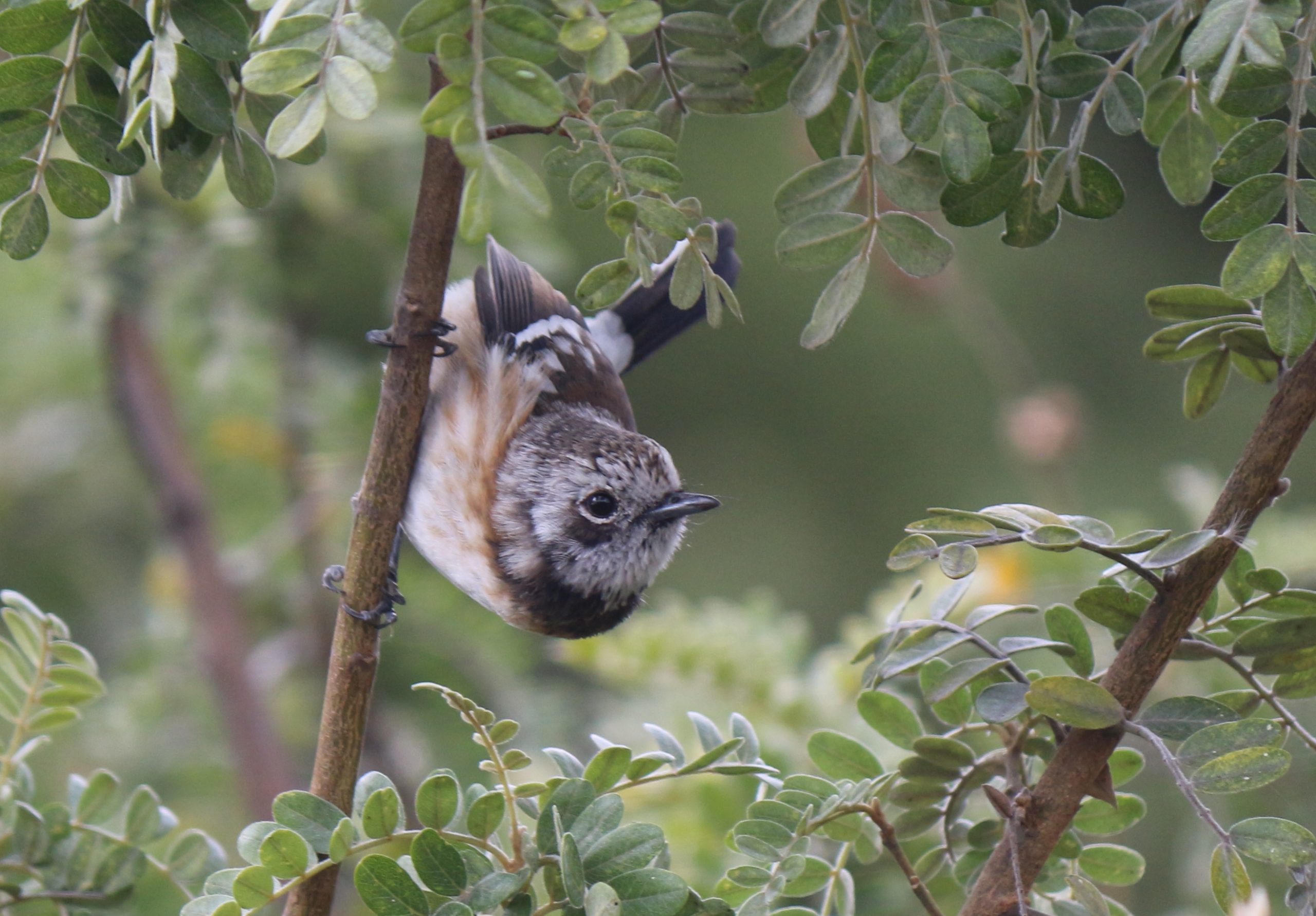 Image of a Hawai'i 'elepaio