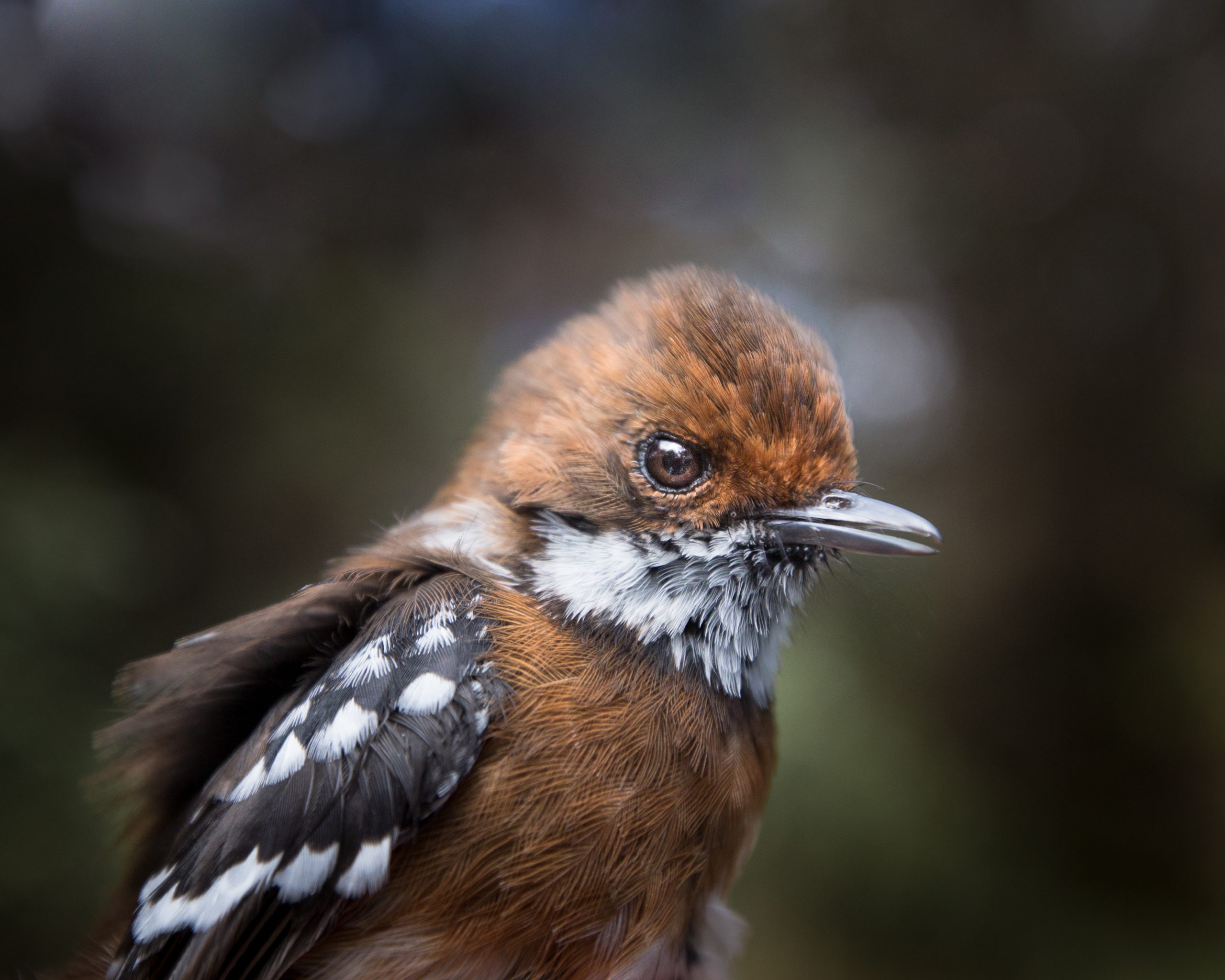 Image of a Hawai'i 'elepaio