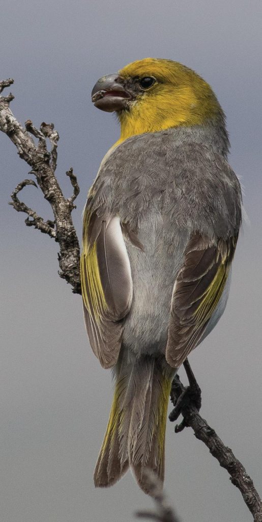 An image of a palila