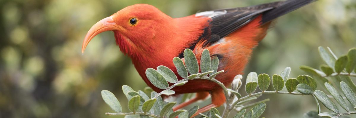 An image of an iʻiwi