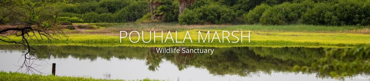 An image of Pouhala Marsh
