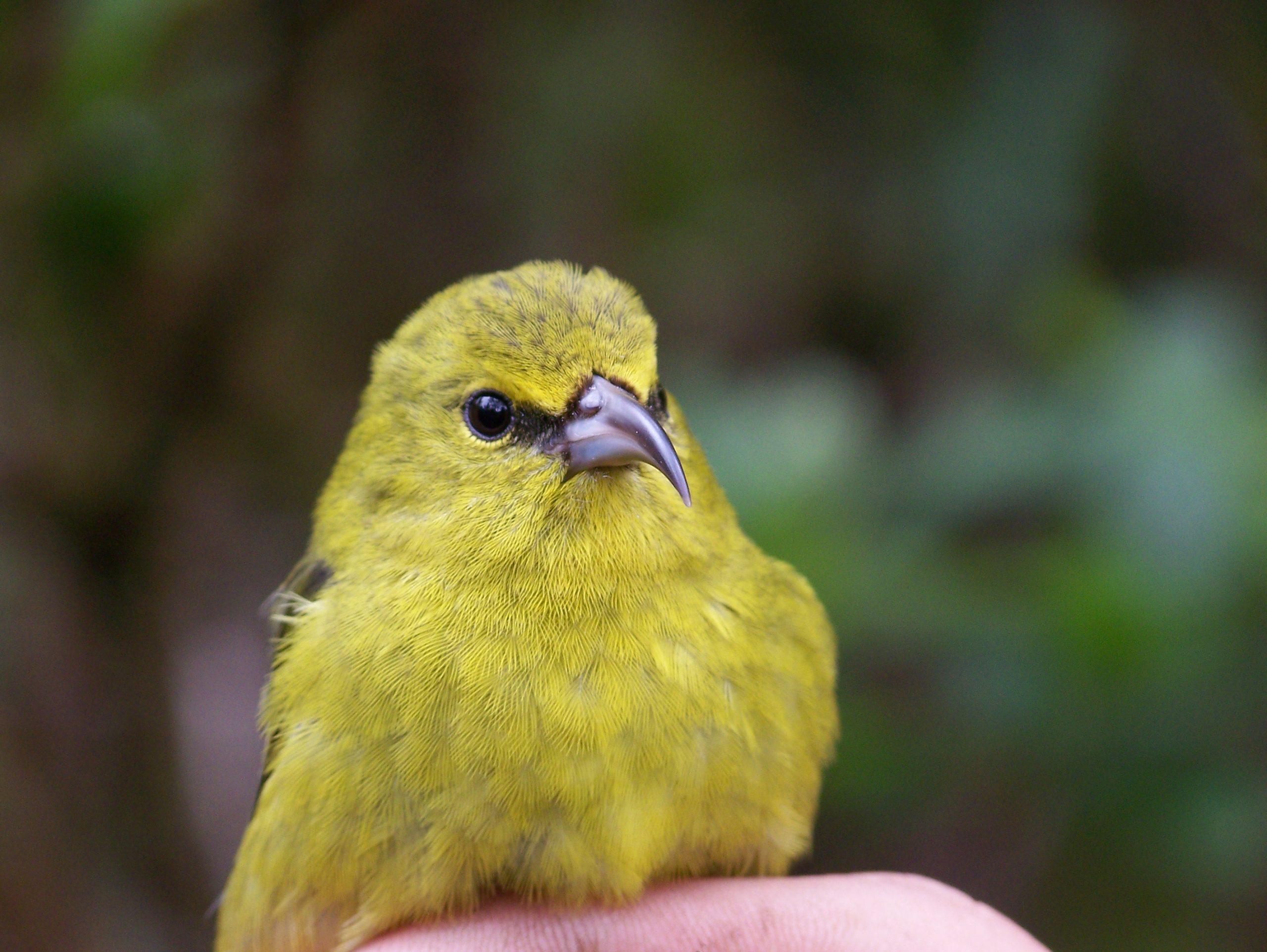 Image of a Kauai Amakihi