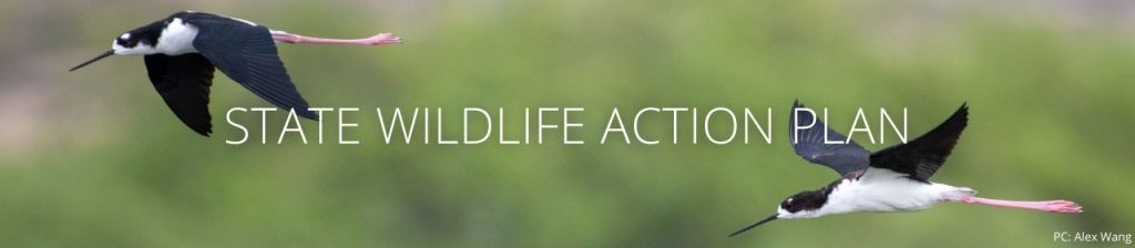 An image of two aʻeo flying with the words State Wildlife Action Plan