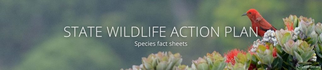 An image of an ʻapapane in an ʻōhia tree