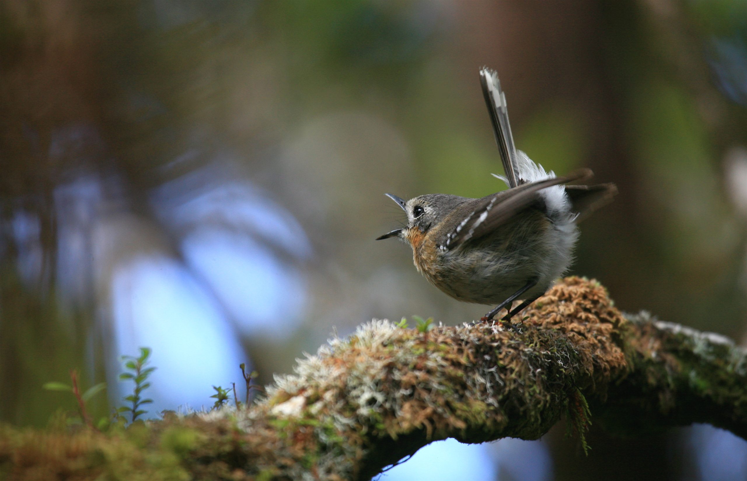 Image of Kaua'i 'Elepaio