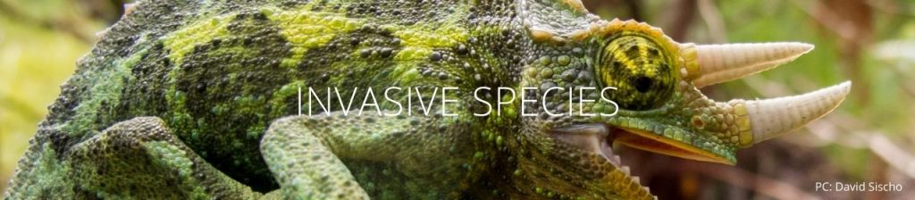 An image of a Jackson's chameleon