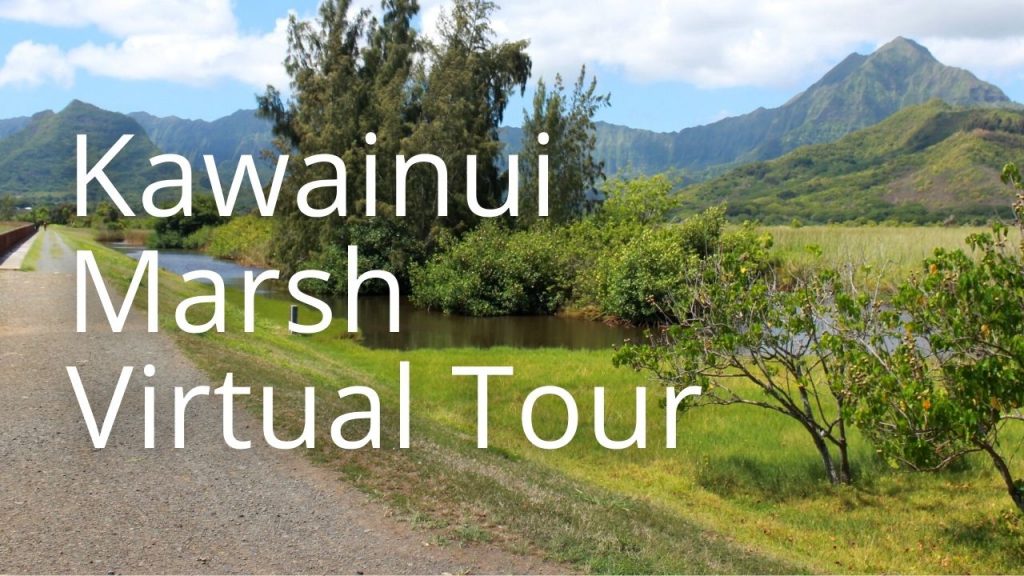 An image of Kawainui Marsh linking to a virtual tour