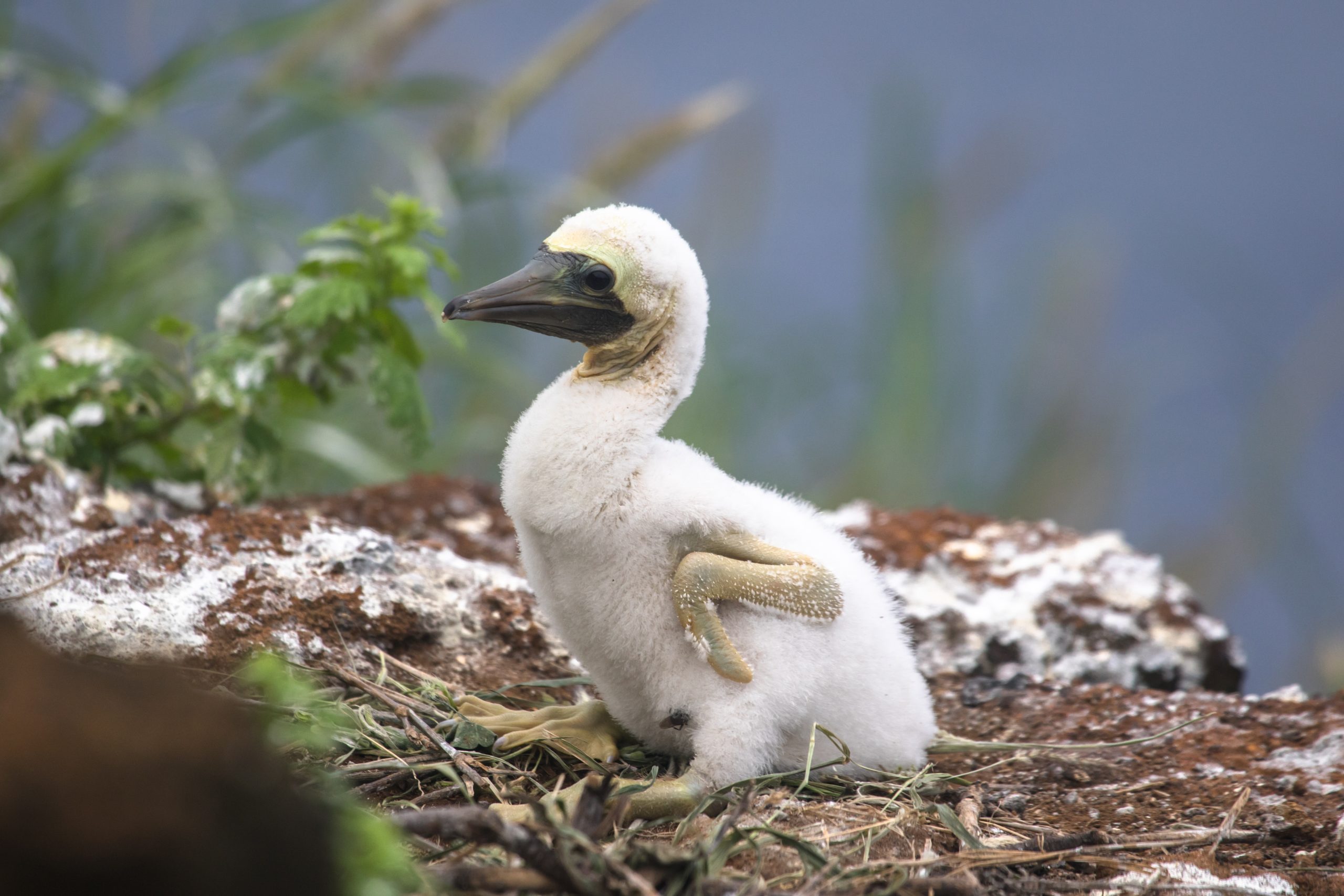 image of a young brown booby