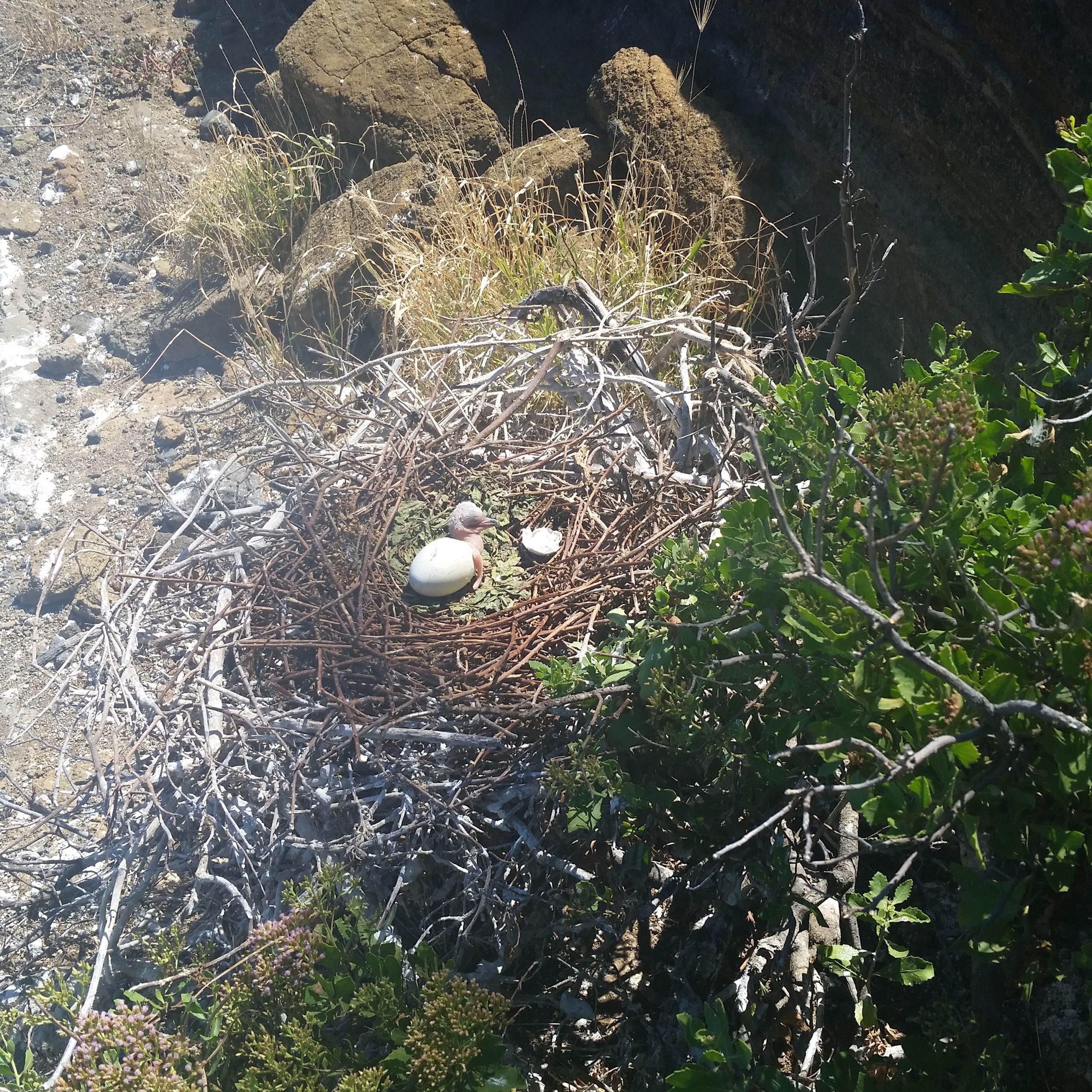 image of red-footed booby just hatched