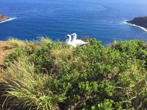 image of two red-footed boobies on nest. 