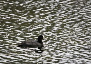 Image of Hawaiian coot