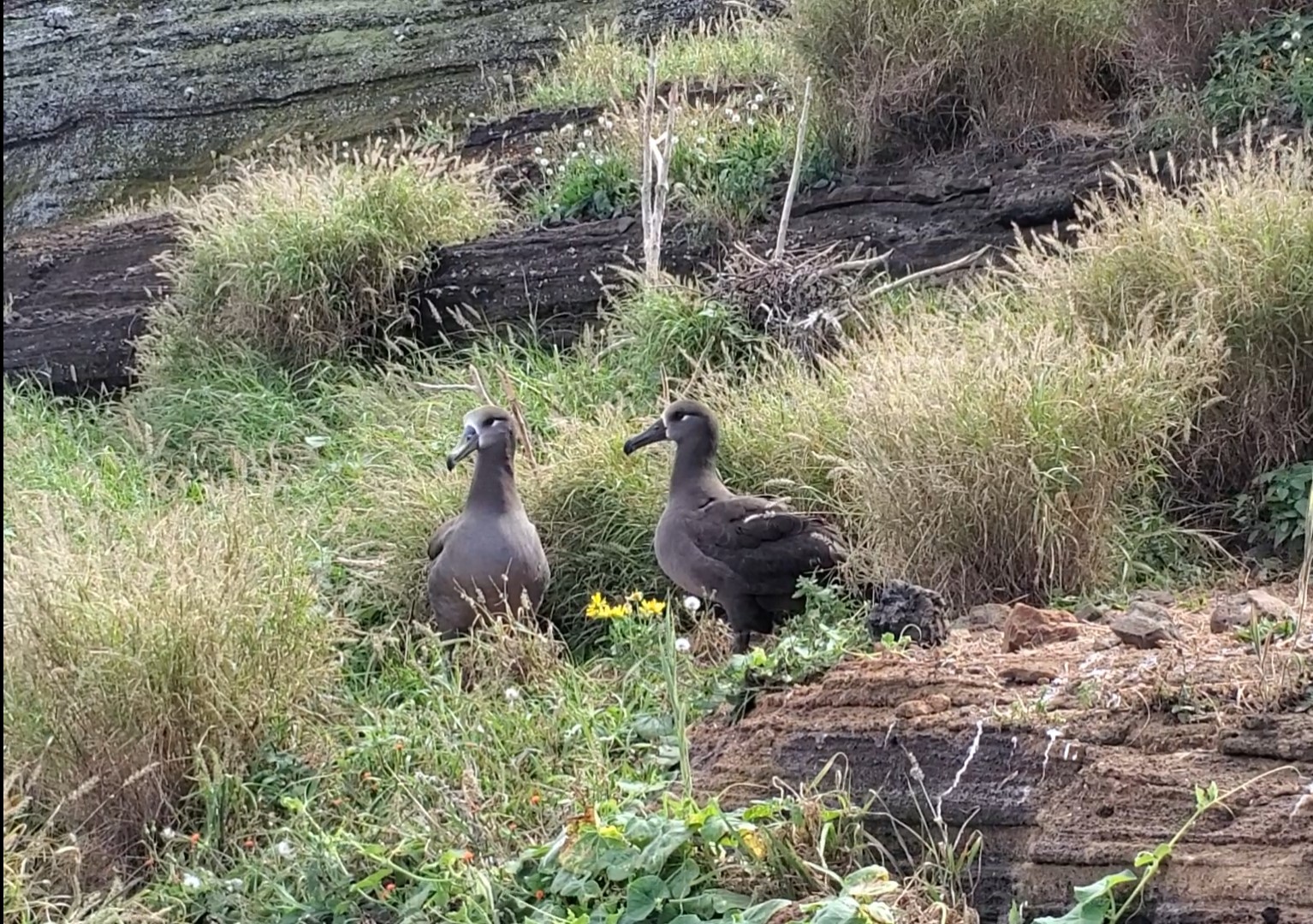 Image of pair of black-footed albatrosses