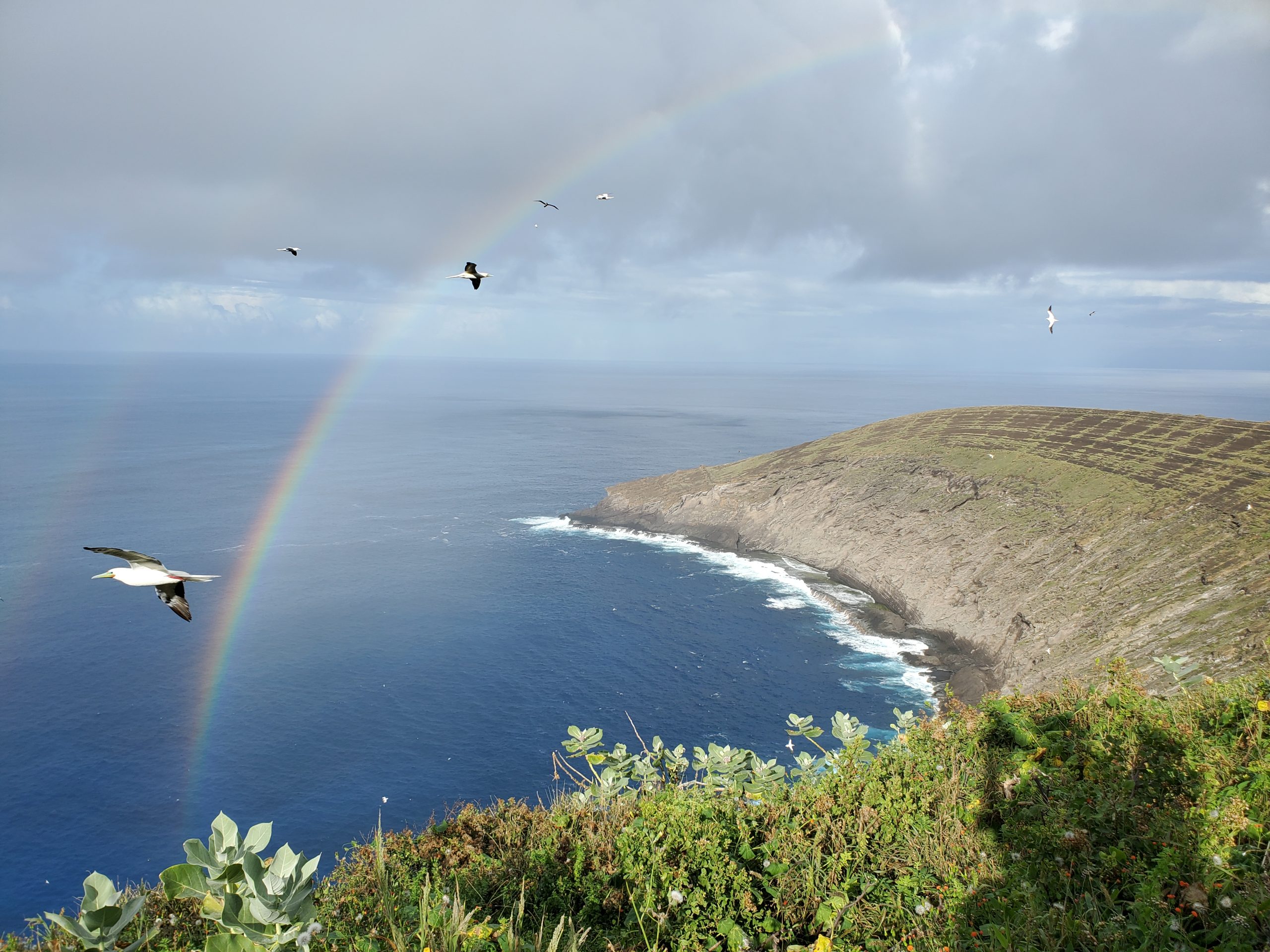 image of red-footed boobies flying