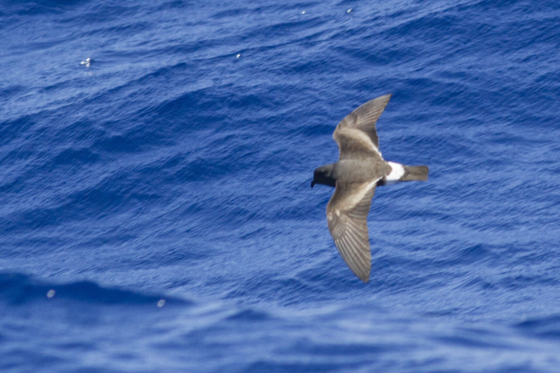 Image of akeake flying