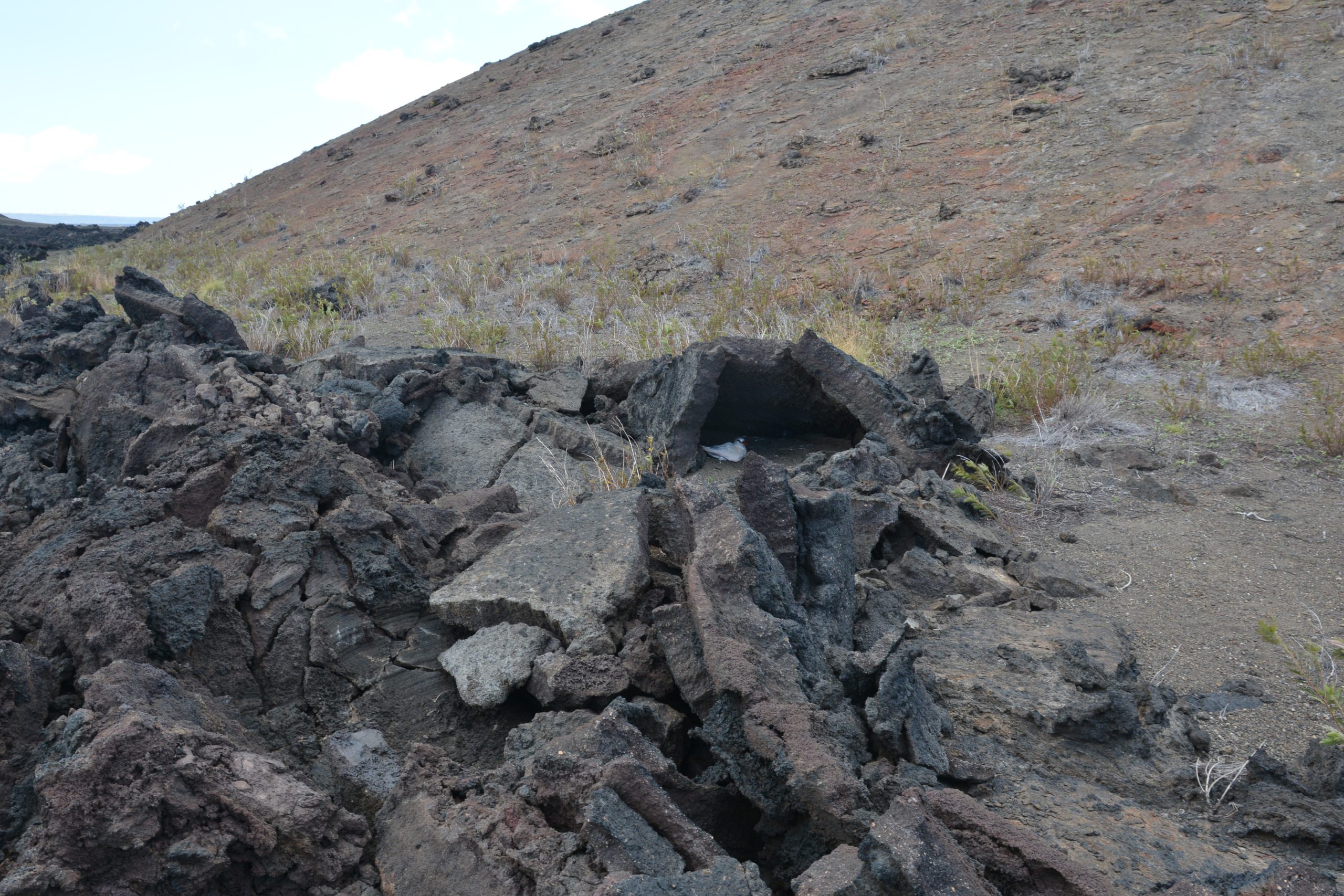 Image of red-tailed trpic bird