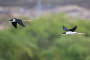 Image of two Ae'o flying