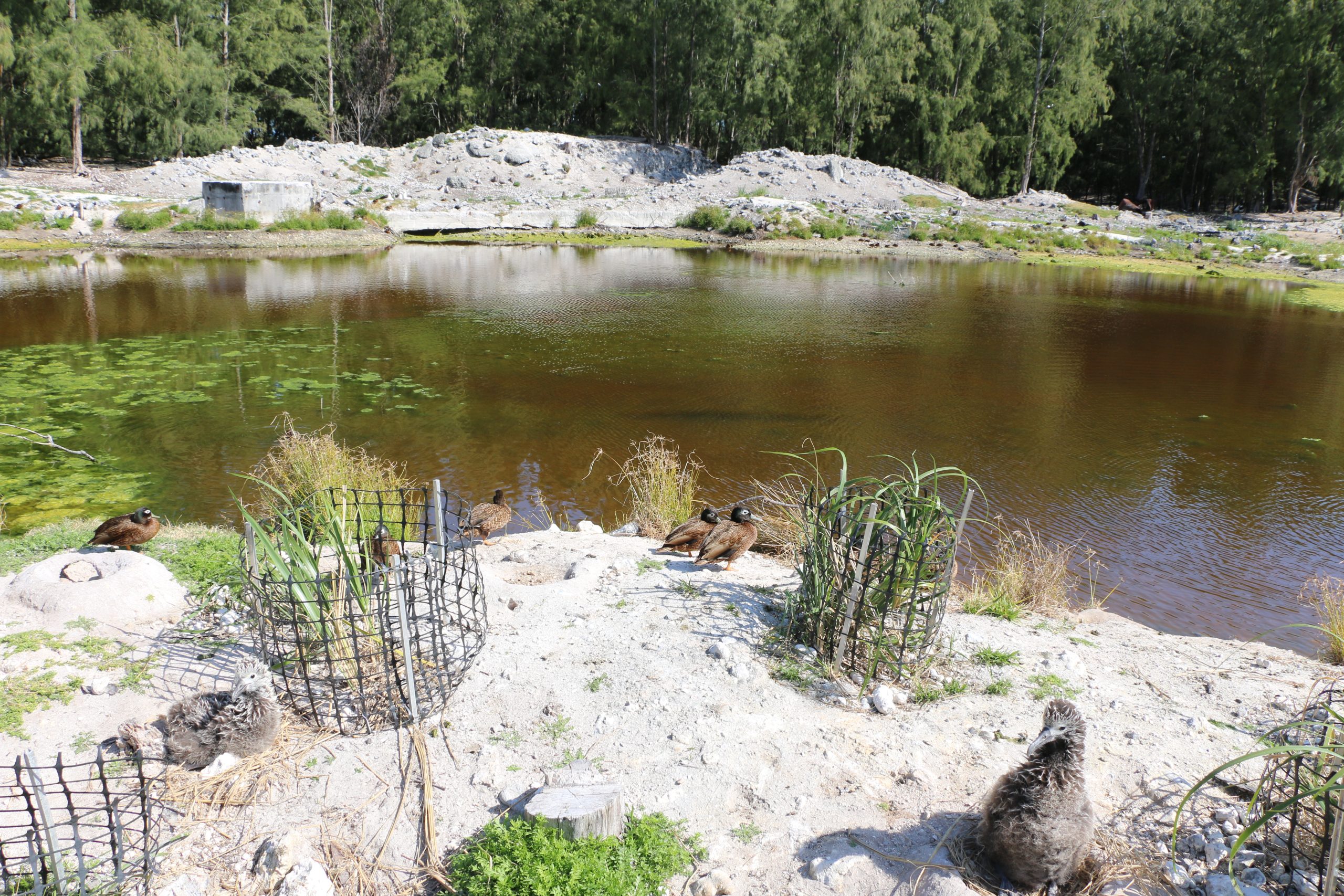 Group of laysan ducks