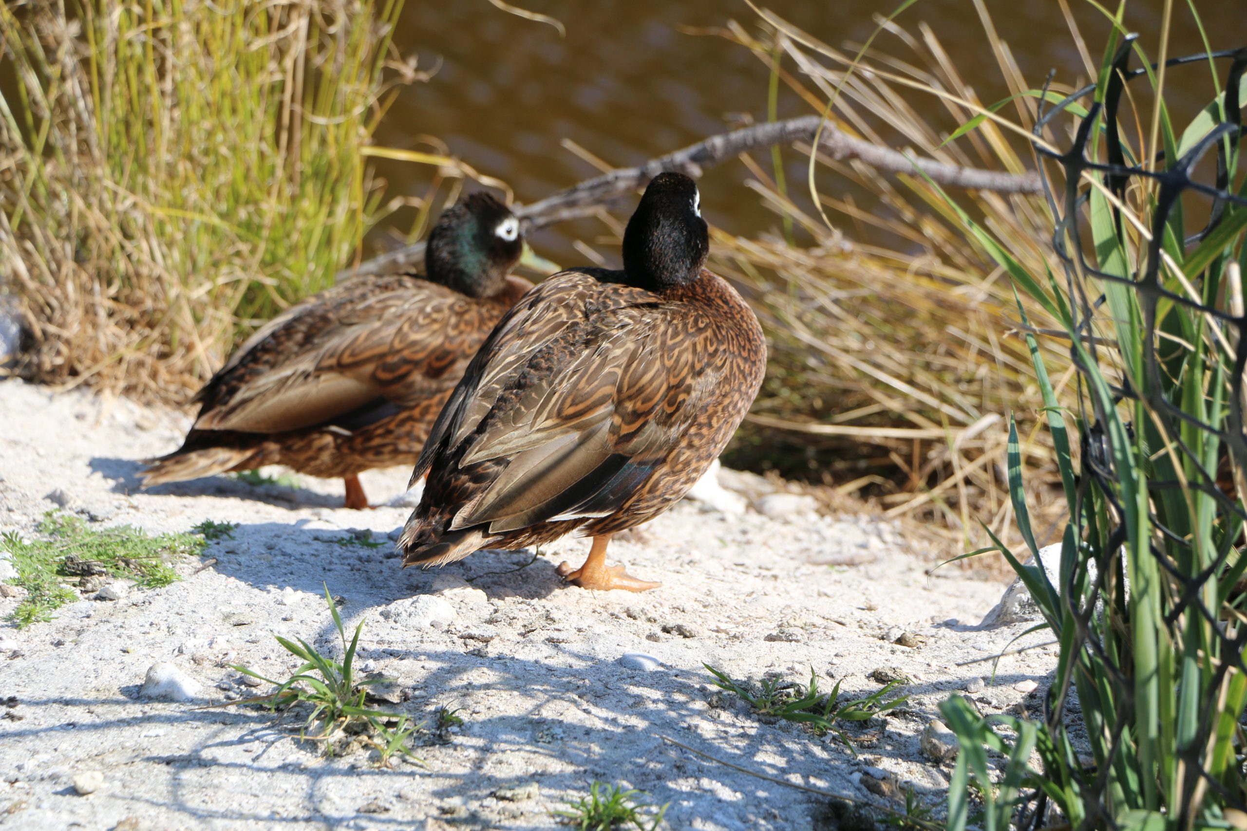 Pair of Laysan Ducks