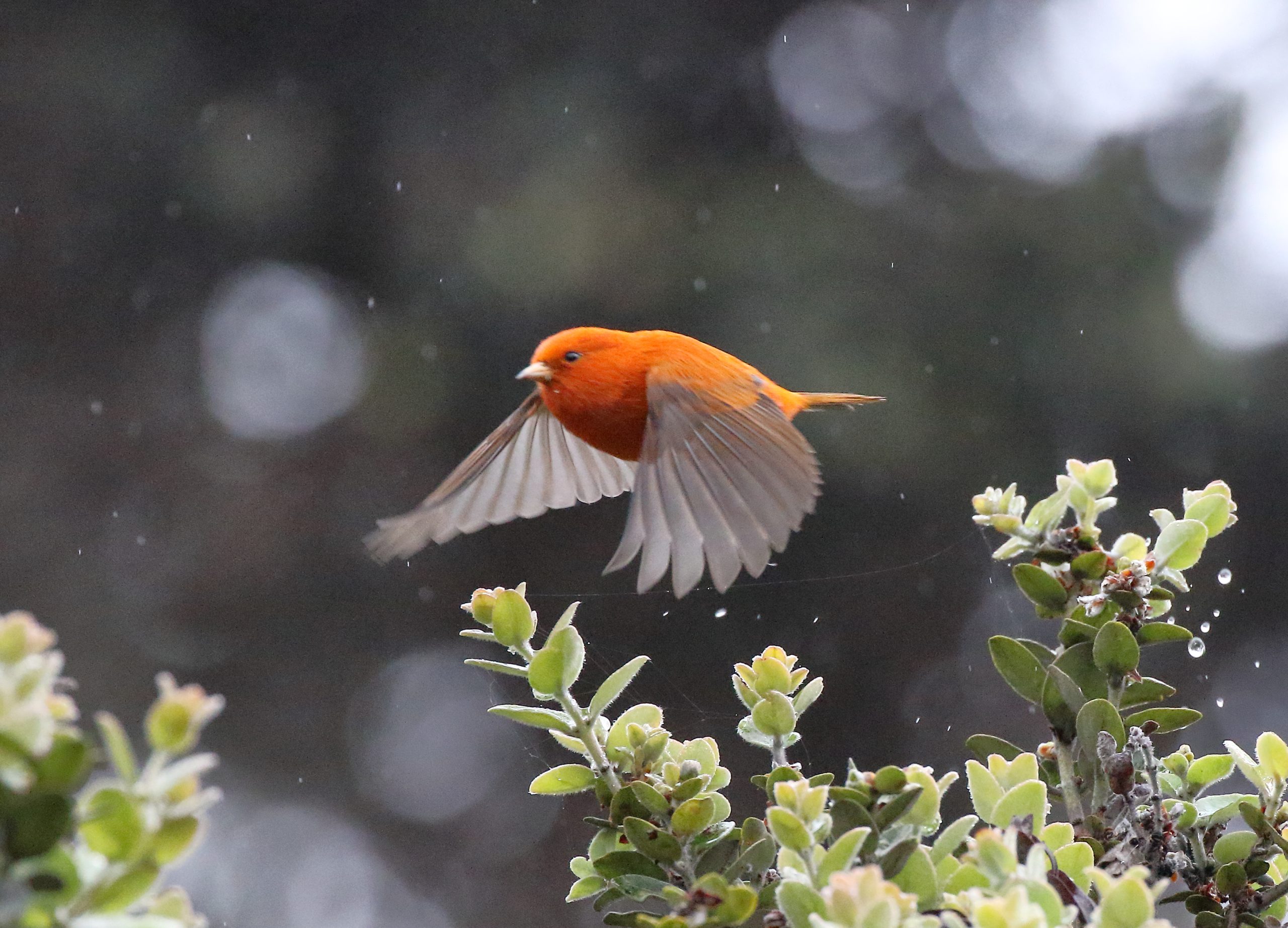 Image of Hawaii Akepa