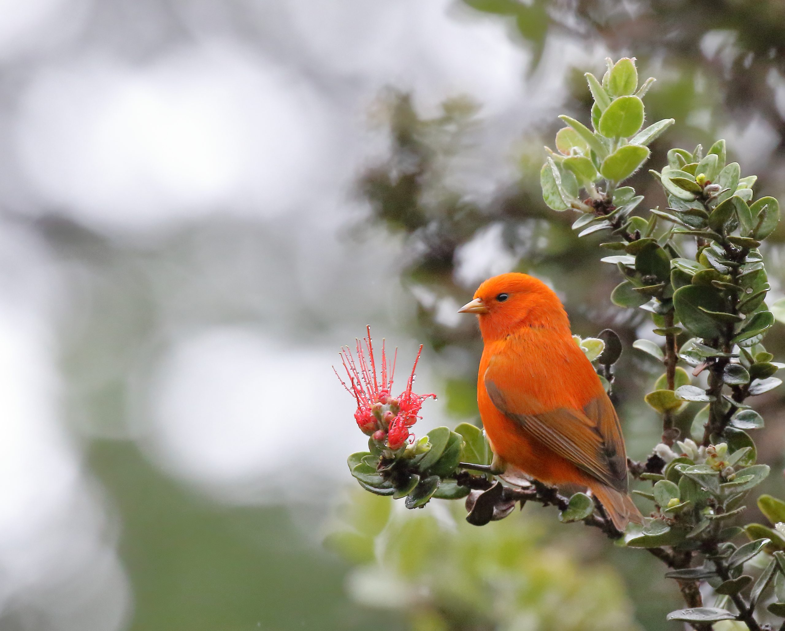 Image of Hawaii Akepa