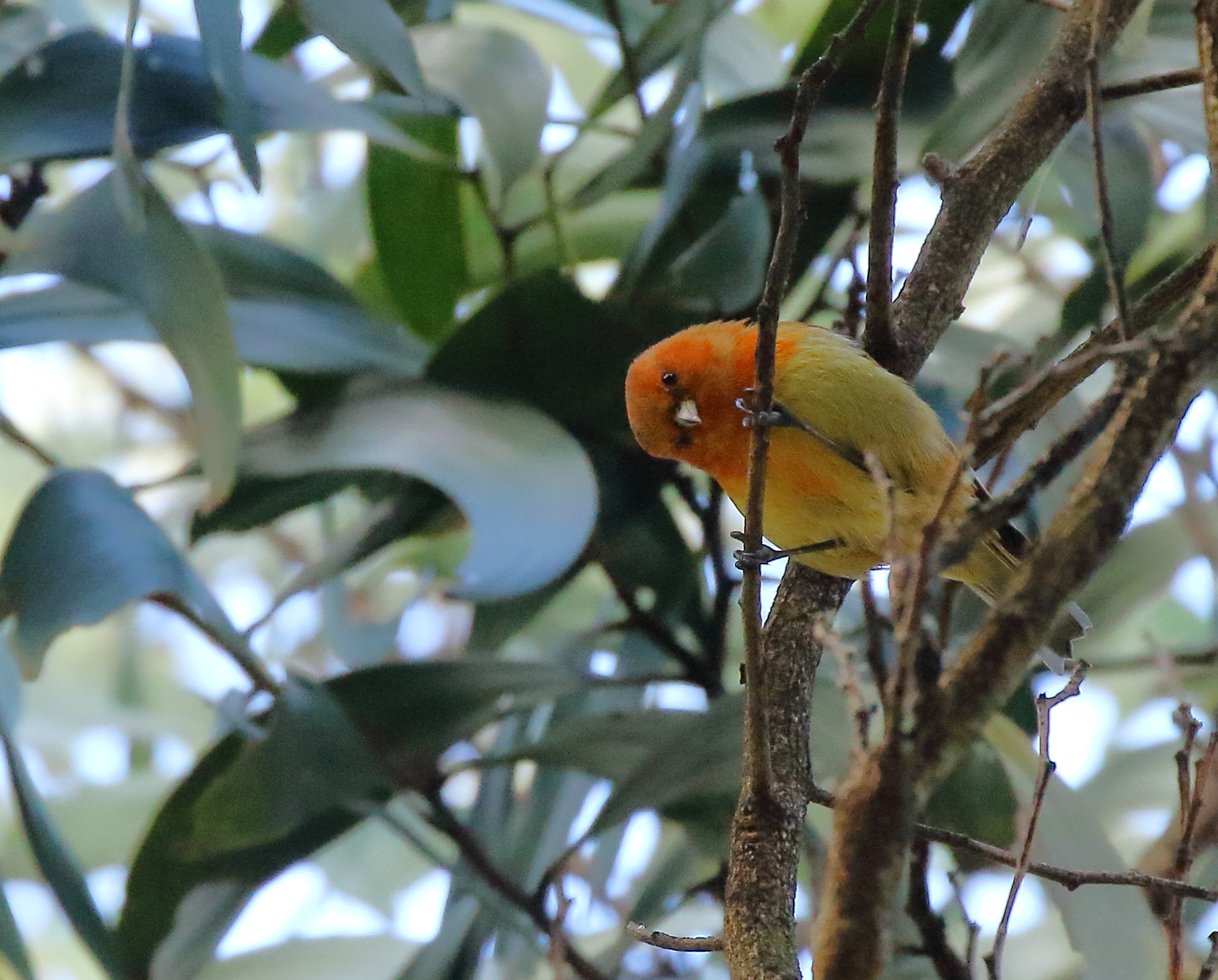 Image of Hawaii Akepa