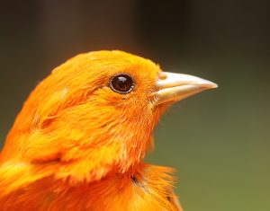 Image of Hawaii Akepa