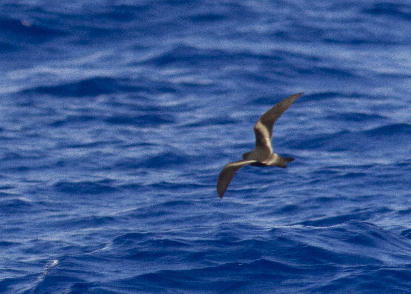 Image of tristamʻs storm-petrel flying