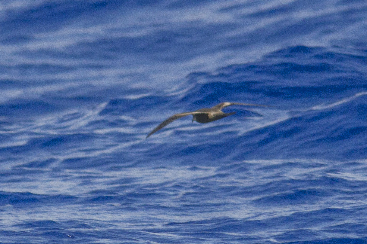 Image of a tristamʻs storm-petrel flying