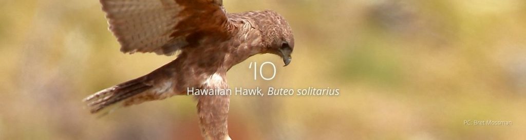 Webpage header for 'io