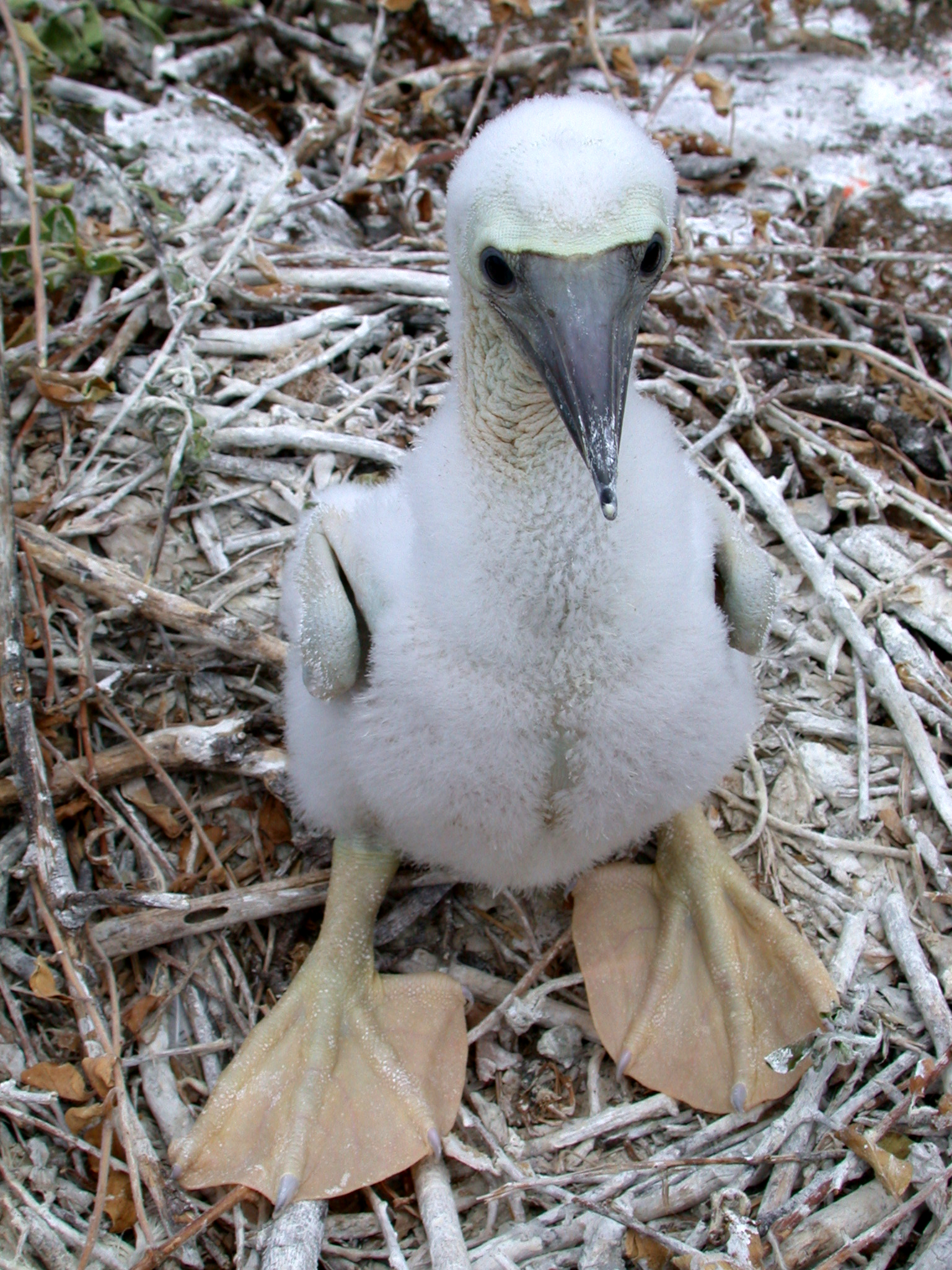 image of a young brown booby