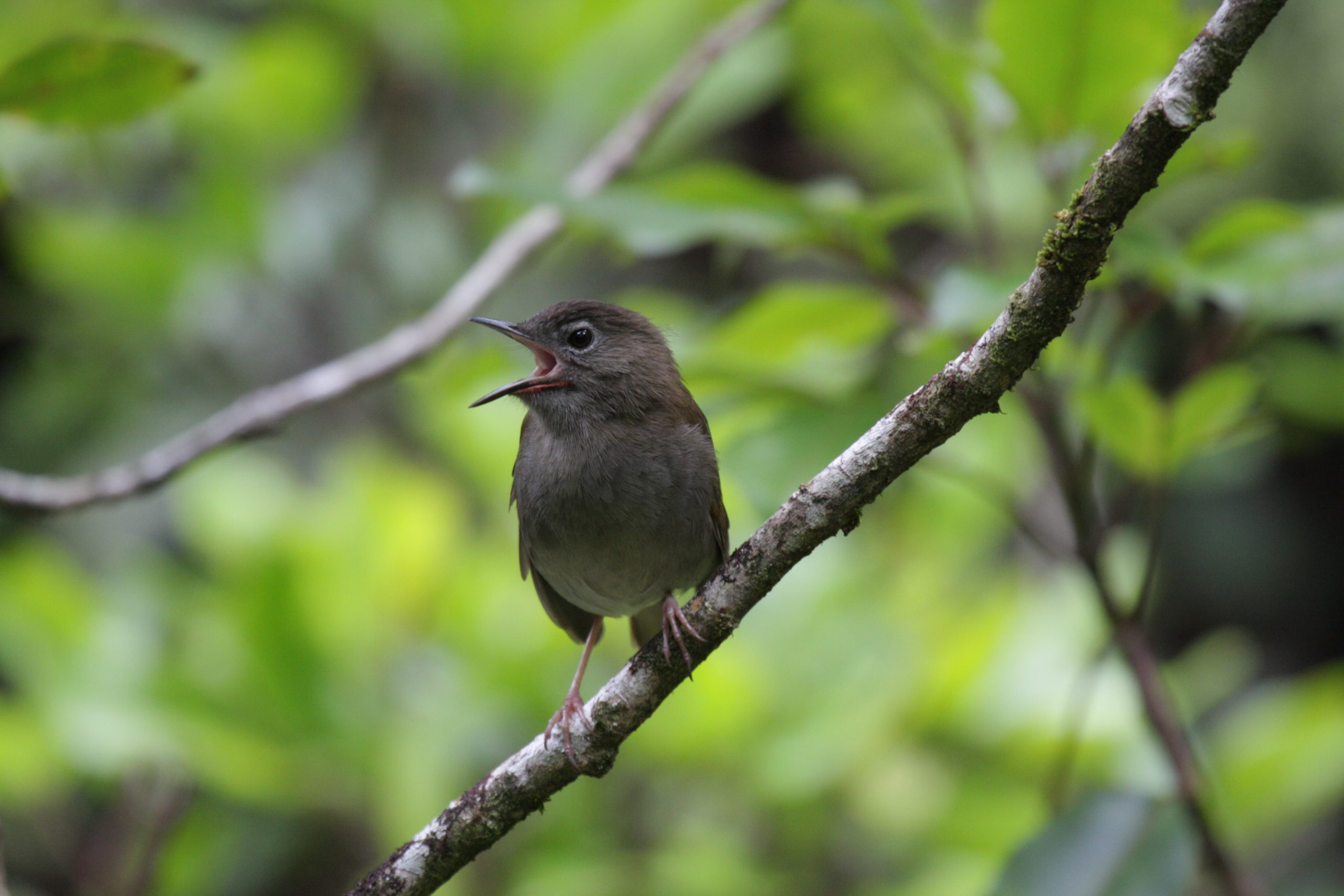 image of puaiohi singing.