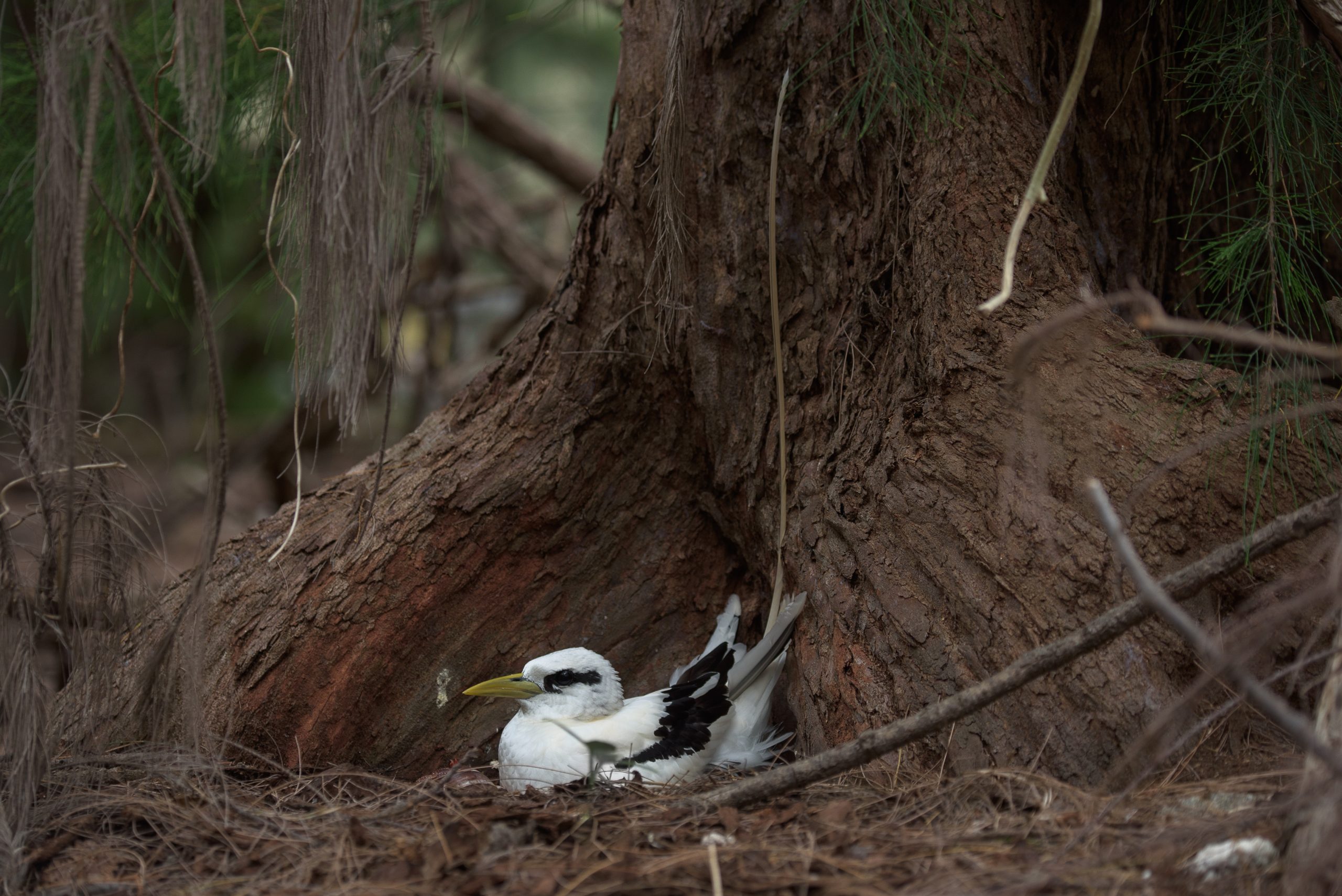 image of white-tailed tropicbird