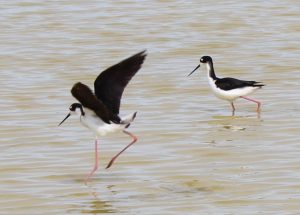 image of pair of hawaiian stilts