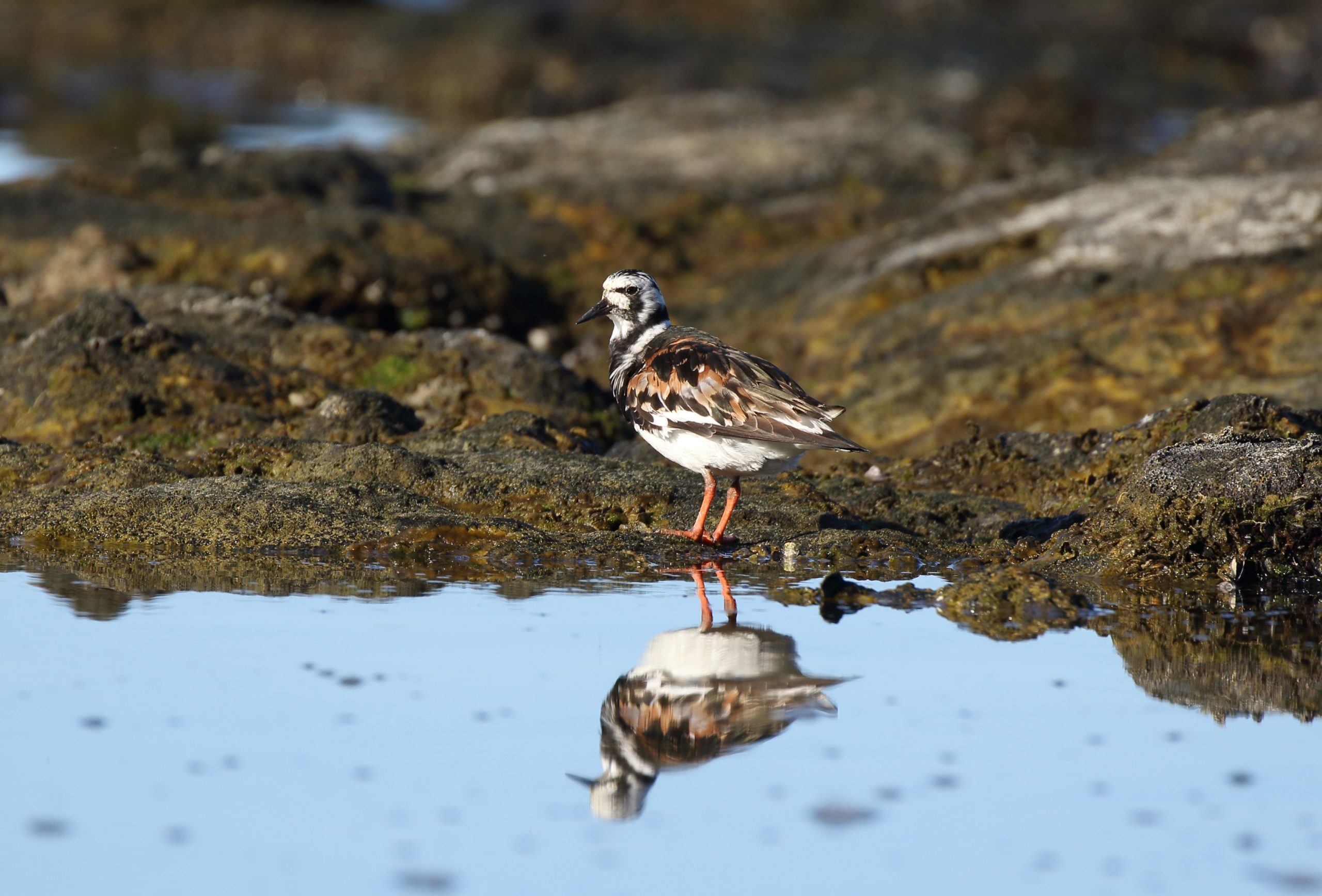 image of akeke in breeding plumage