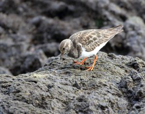 image of akekeke winter plumage