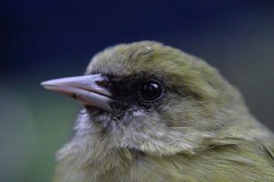 image of hawaiʻi creeper or alawi