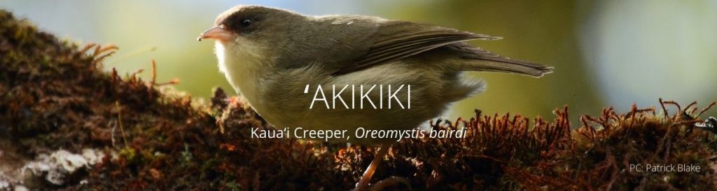 webpage header of akikiki