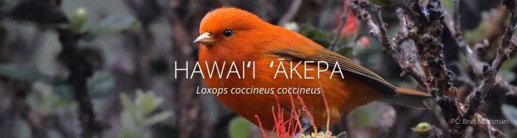 Webpage header of hawaii akepa