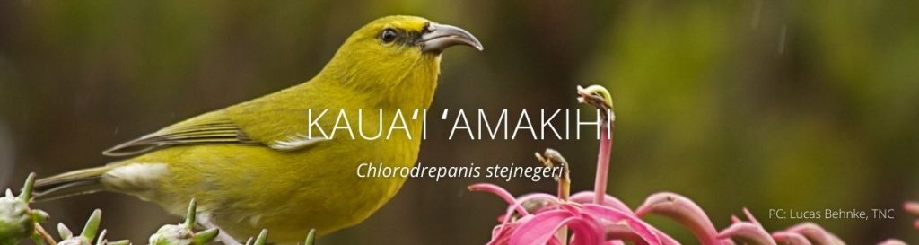 webpage header of kauai amakihi