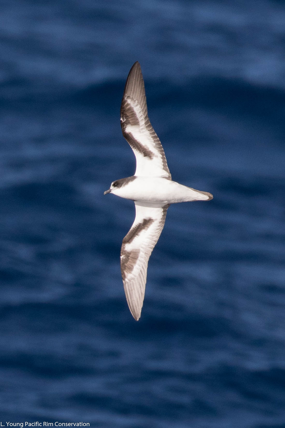 bonin petrel