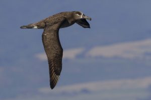 image of black-footed albatross