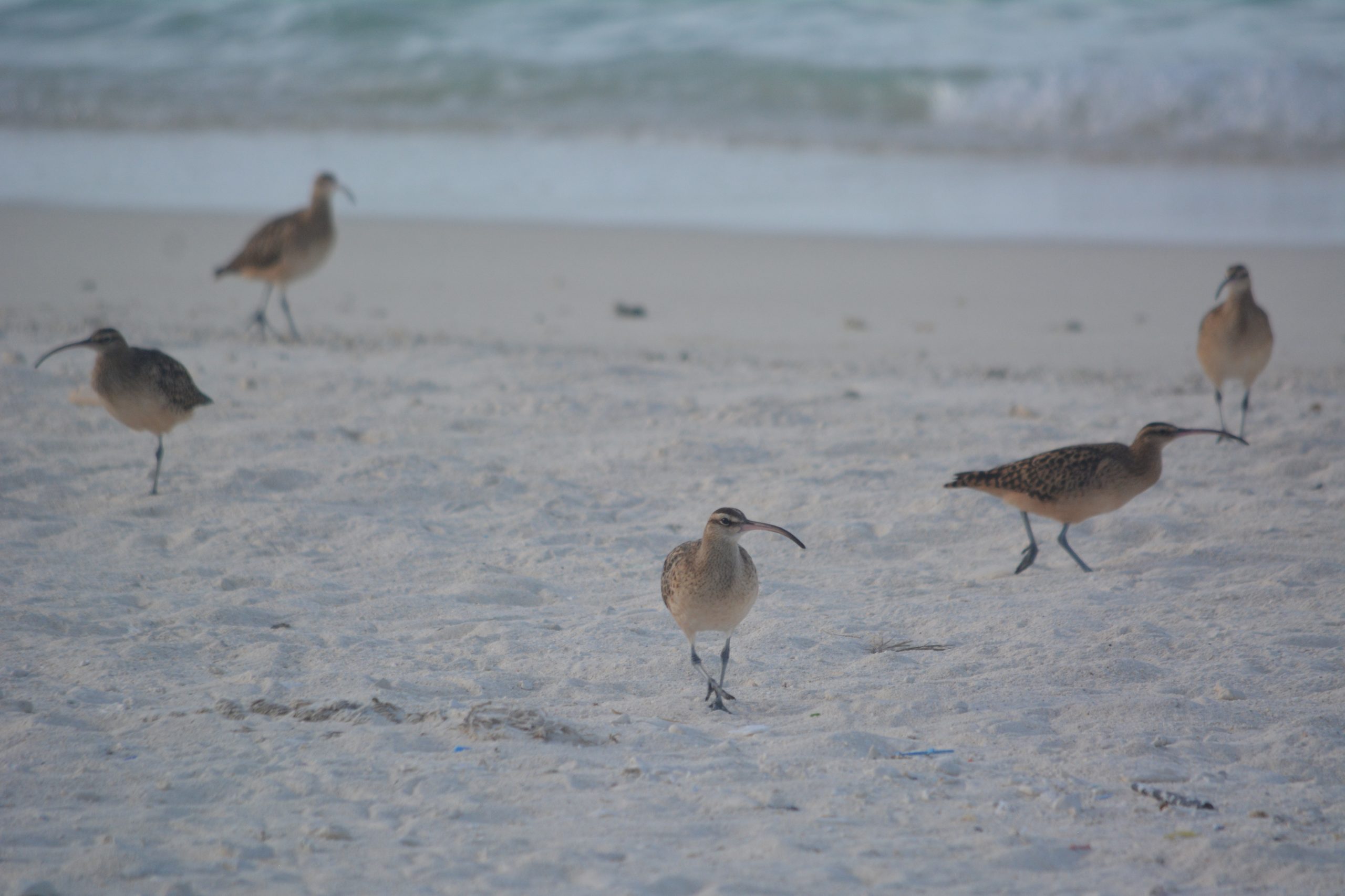 image of group of kioea