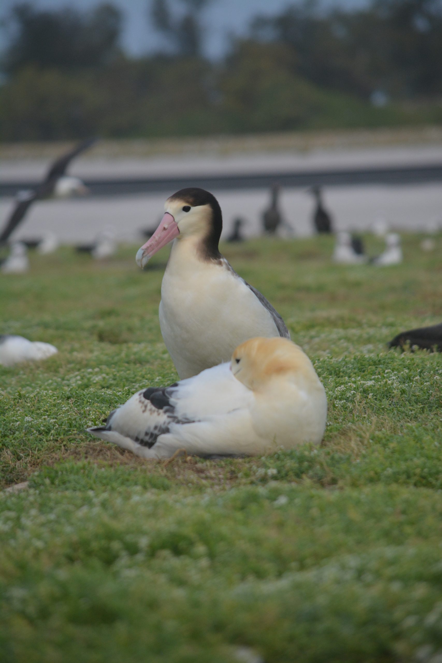 image of two short-tailed albatrosses