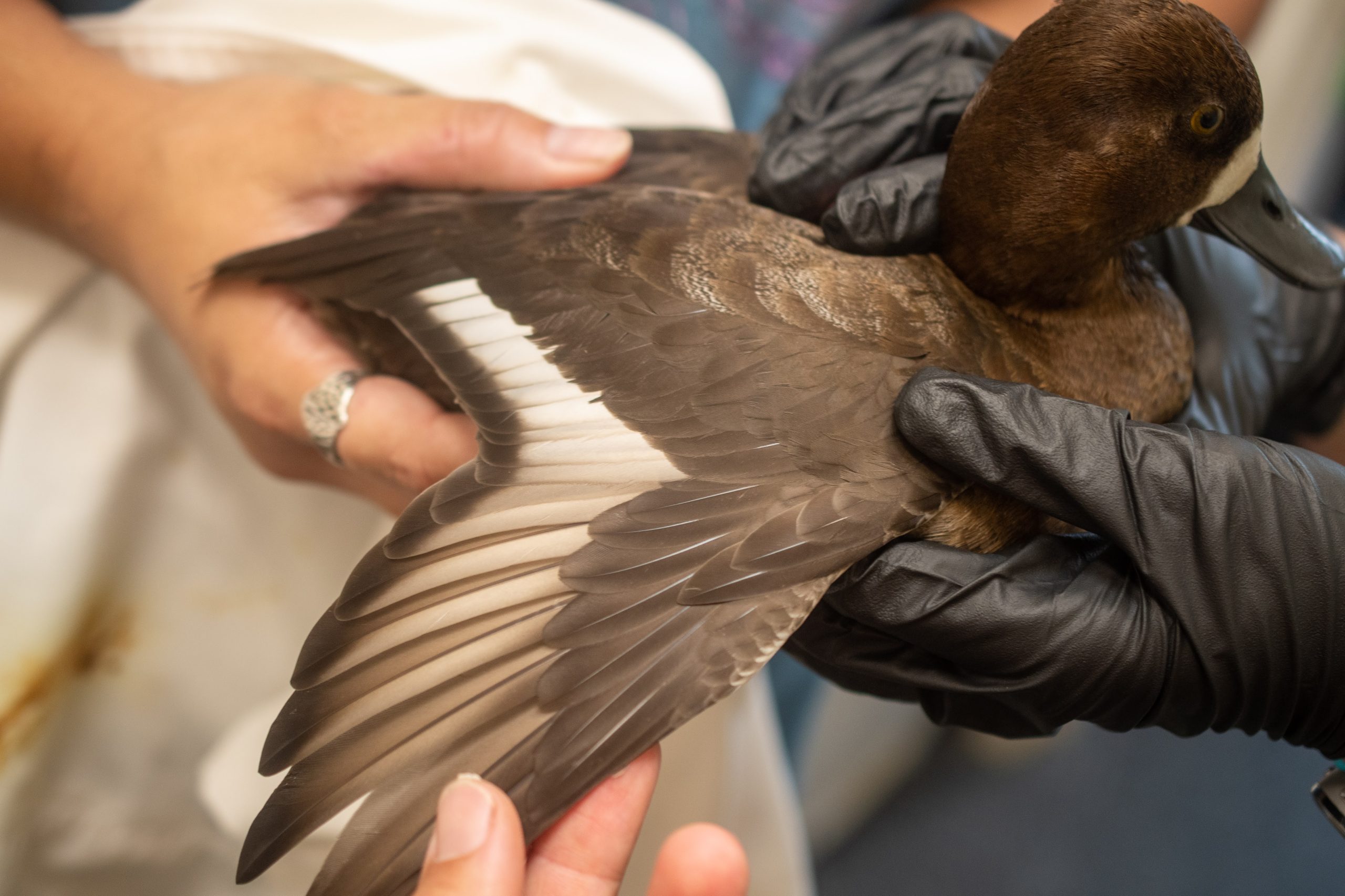 image of lesser scaup
